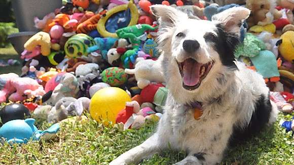 1000の言葉を理解する、世界一賢い天才犬のチェイサーさん。 : カラパイア