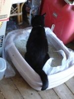 「ティールーム・アマルフィー」 | 横浜発　驢馬人の美食な日々