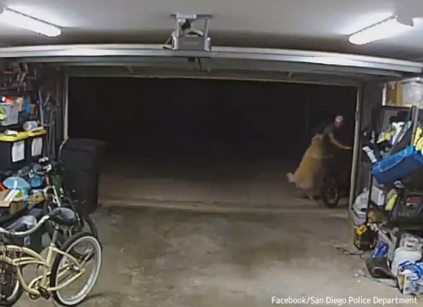 自転車を盗んでいる最中に犬にじゃれつかれ…中断して犬を撫でまくったため防犯カメラにバッチリ映った窃盗犯