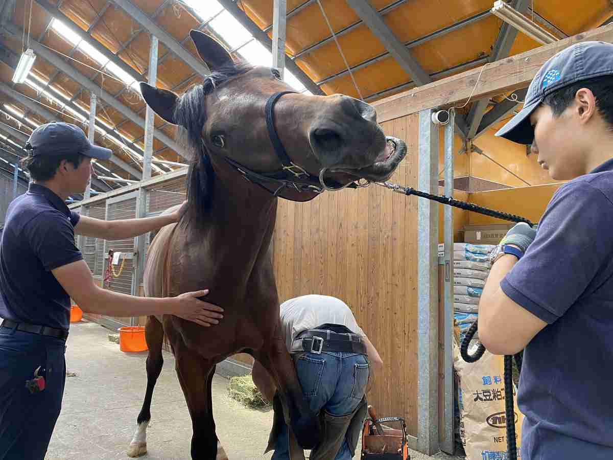 動物画像に生活感溢れるセリフを乗せるトピ