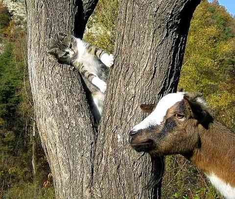 動物画像に生活感溢れるセリフを乗せるトピ