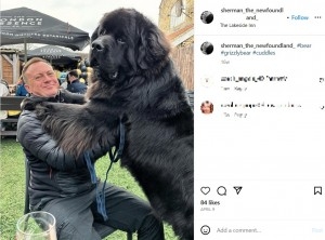 生後1歳半で体重70キロの超大型犬　まだ成長中で12キロ増える可能性も（英）