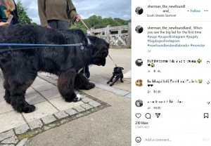 生後1歳半で体重70キロの超大型犬　まだ成長中で12キロ増える可能性も（英）