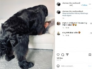 生後1歳半で体重70キロの超大型犬　まだ成長中で12キロ増える可能性も（英）