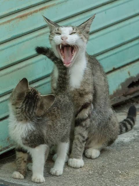 動物画像に生活感溢れるセリフを乗せるトピ