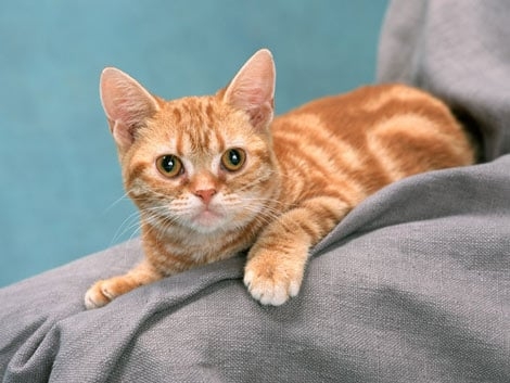 猫1000匹調査でわかった「毛の色」と「性格」