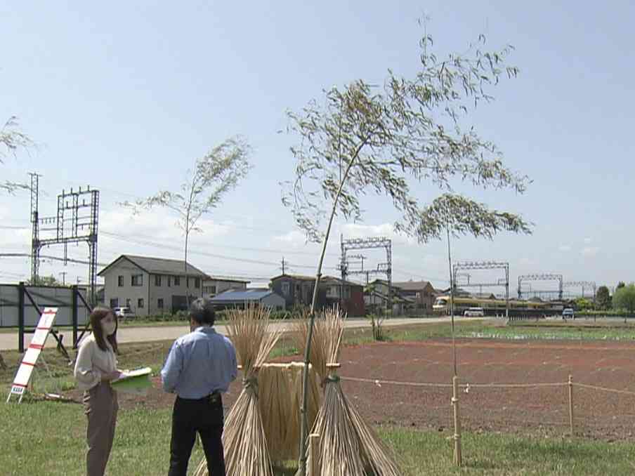 栽培プロジェクト始めた自治体も…『大麻取締法』“75年ぶり改正”の動き 医療用解禁と使用罪創設検討（東海テレビ） - Yahoo!ニュース
