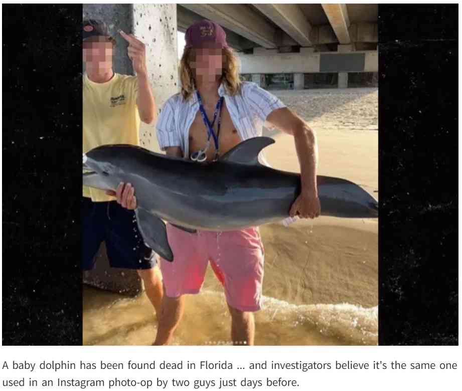 【海外発！Breaking News】SNSの写真撮影のために浅瀬で捕まえられたイルカの赤ちゃん、息絶える（米）＜動画あり＞ | Techinsight（テックインサイト）|海外セレブ、国内エンタメのオンリーワンをお届けするニュースサイト