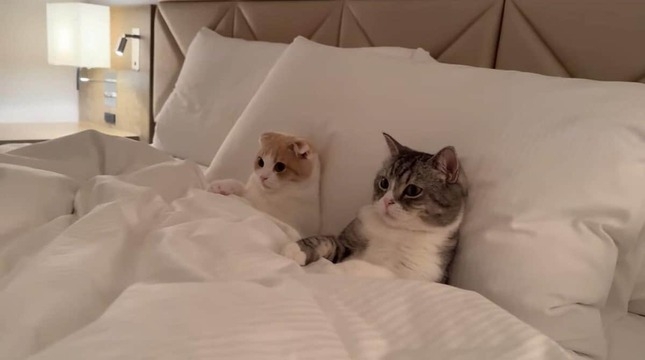 ホテルのベッドに猫が排泄も...そのまま撮影続行　「さすがに引いた」人気YouTuberに批判殺到→動画非公開に