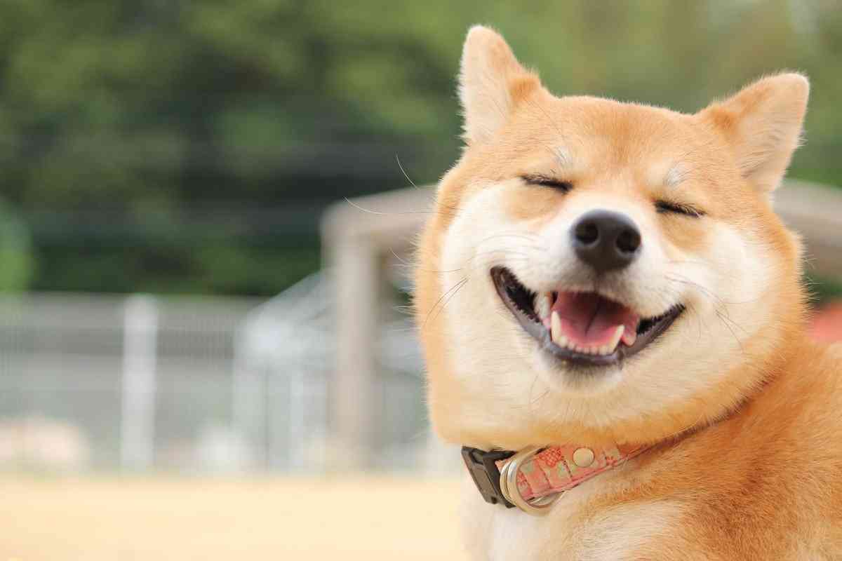 柴犬が海外で人気の理由は？話題のわんちゃんや実際の評判などをご紹介 | わんちゃんホンポ