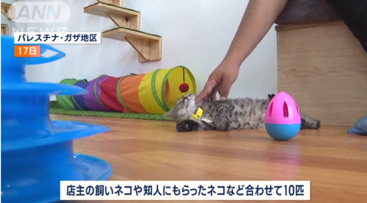ガザ地区に初「ネコカフェ」開店　空爆続き癒やし求め…イスラム教では「神聖な動物」