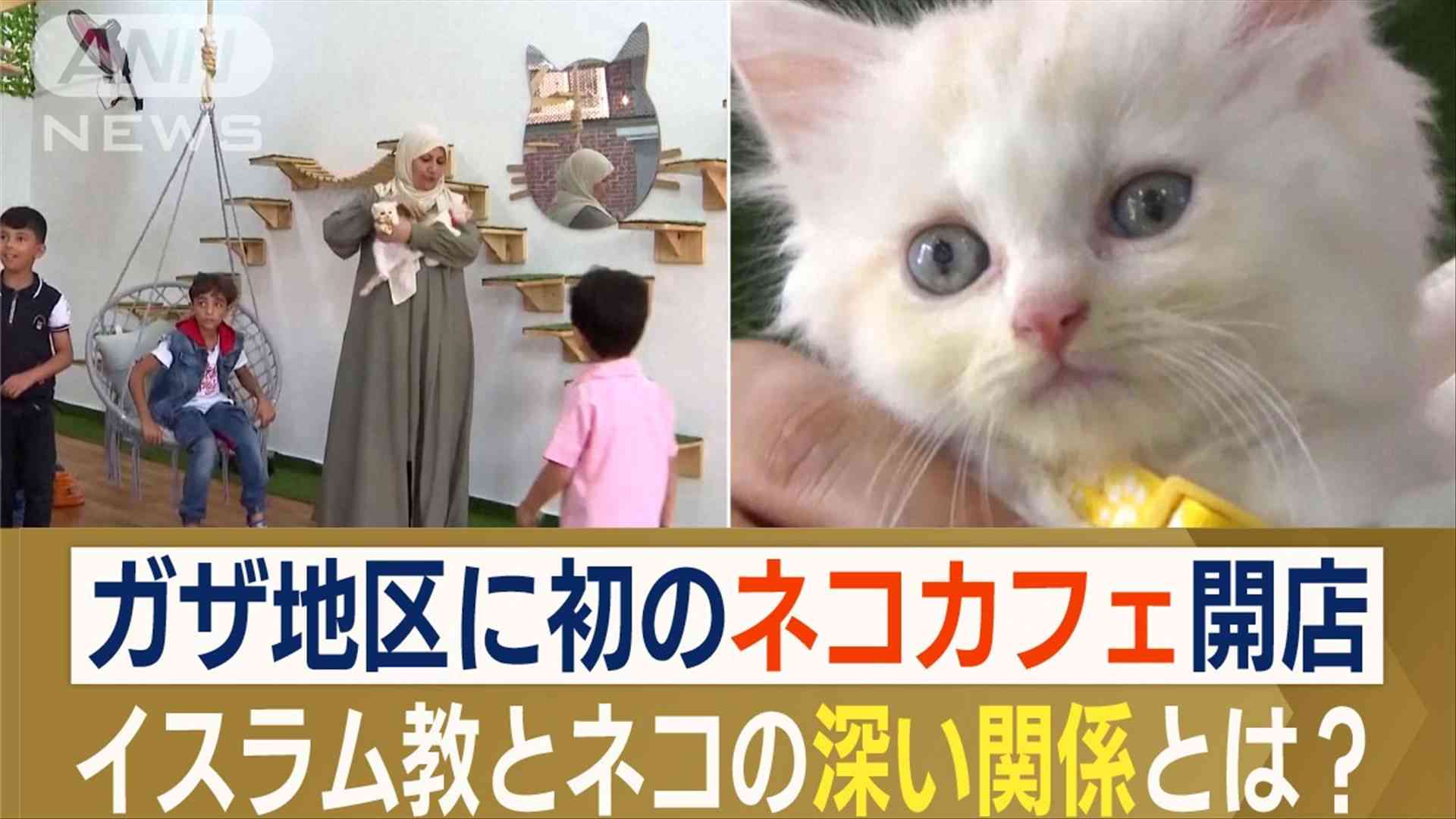 ガザ地区に初「ネコカフェ」開店　空爆続き癒やし求め…多くのイスラム教徒が敬愛