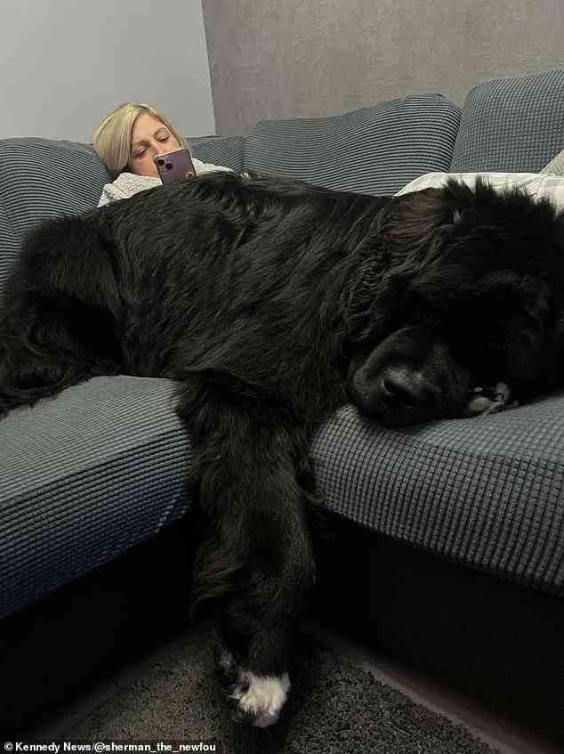 生後1歳半で体重70キロの超大型犬　まだ成長中で12キロ増える可能性も（英）