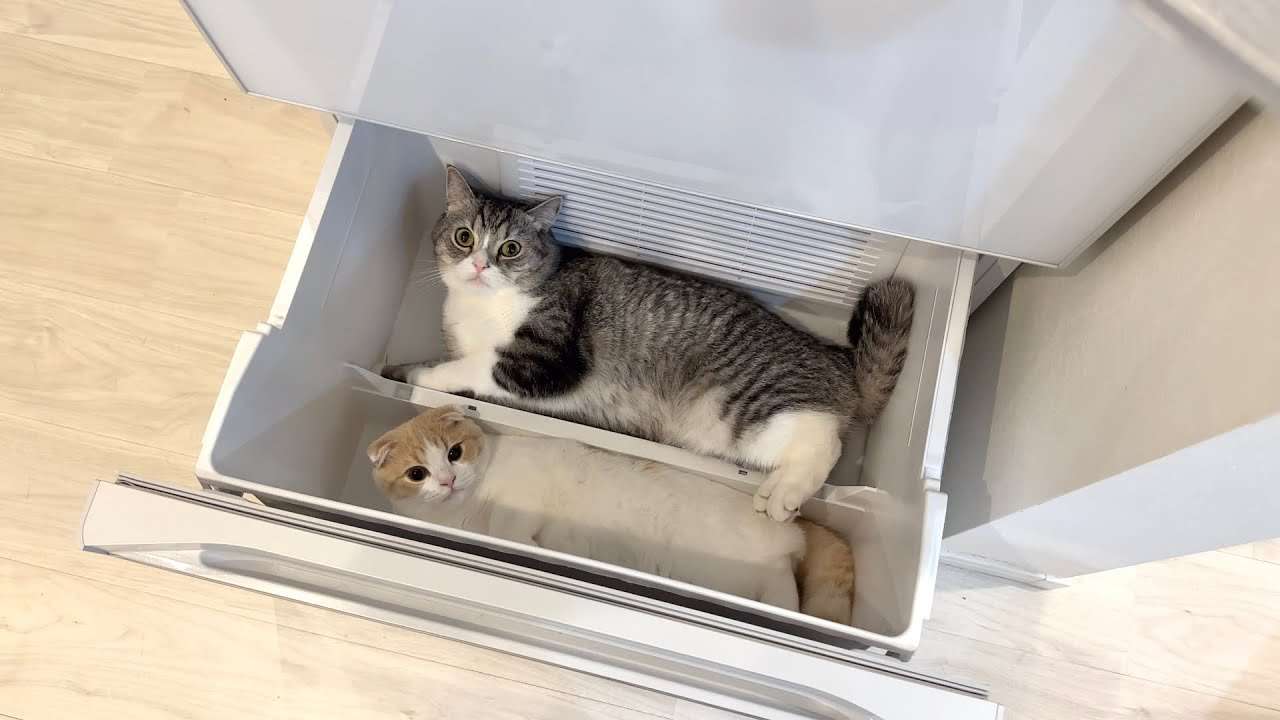 冷蔵庫を開けっぱなしにしたら暑がりな猫たちがこうなってましたw - YouTube
