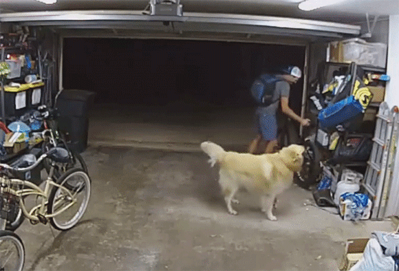 自転車を盗んでいる最中に犬にじゃれつかれ…中断して犬を撫でまくったため防犯カメラにバッチリ映った窃盗犯