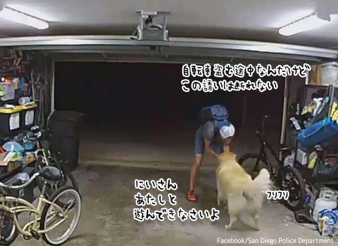 犬＞犯罪。自転車を盗んでいる最中に犬にじゃれつかれ、中断して犬を撫でまくる窃盗犯 : カラパイア
