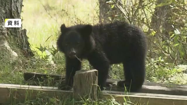 【速報】クマに襲われ８３歳女性死亡　自宅近くの林＜岩手・一戸町＞（岩手めんこいテレビ） - Yahoo!ニュース