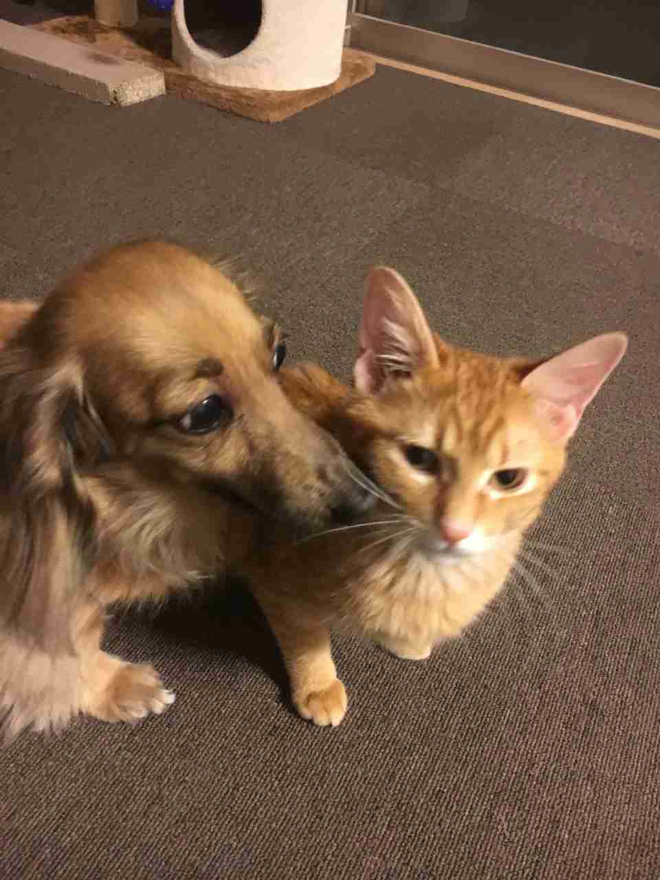 犬猫…両方を飼ってる方❤️