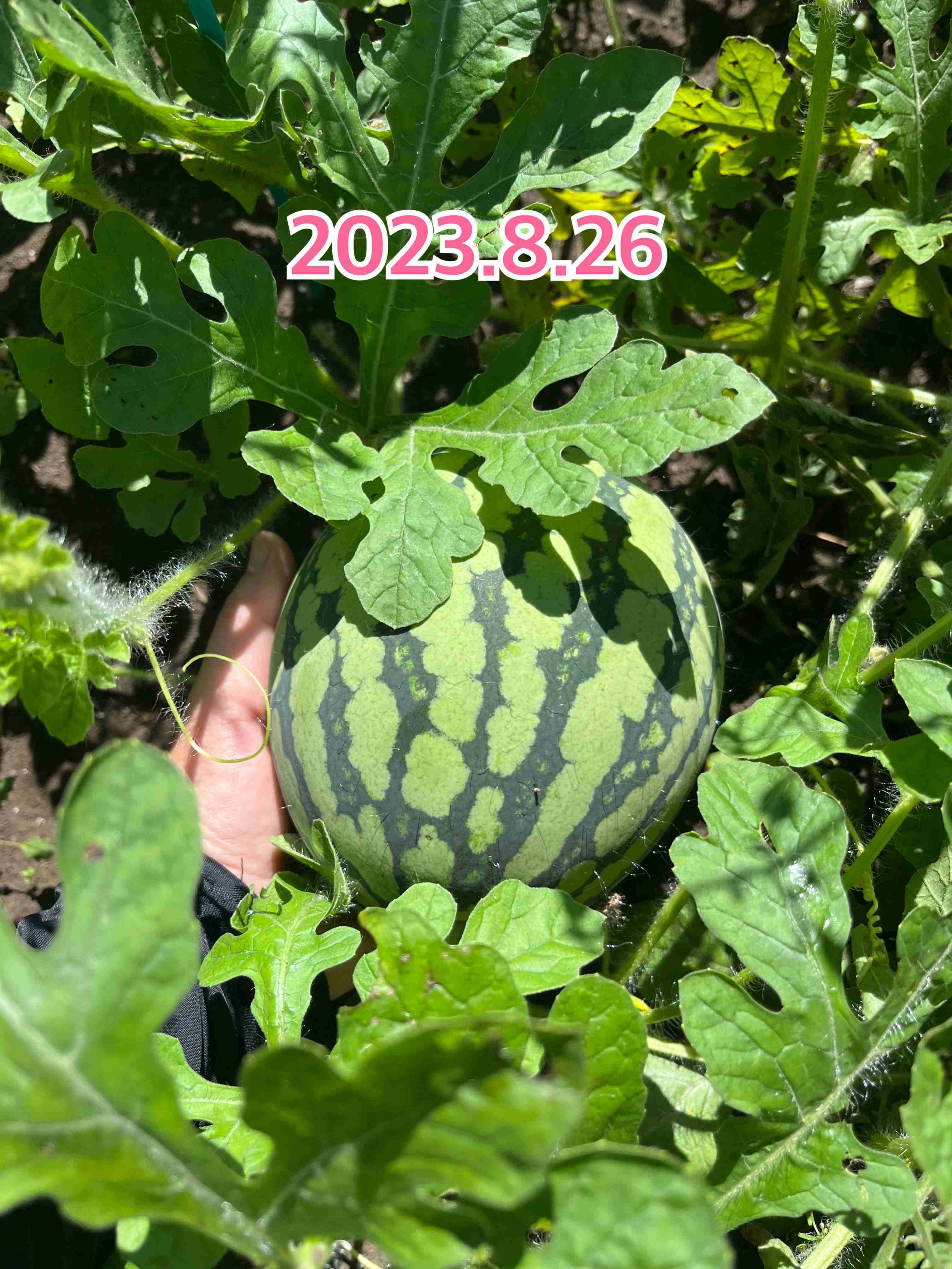 家庭菜園【晩夏〜秋】
