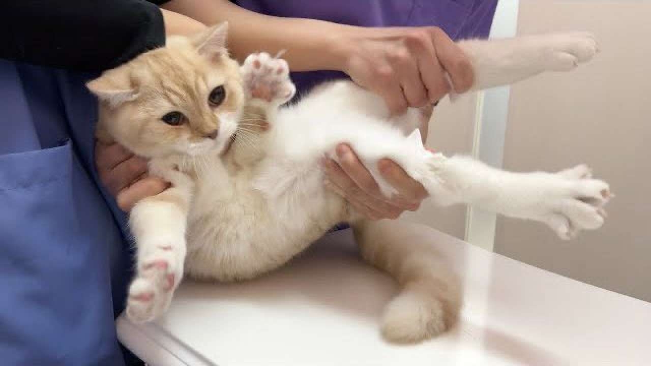 猫に関する困りごと悩み相談【ねこネコ】