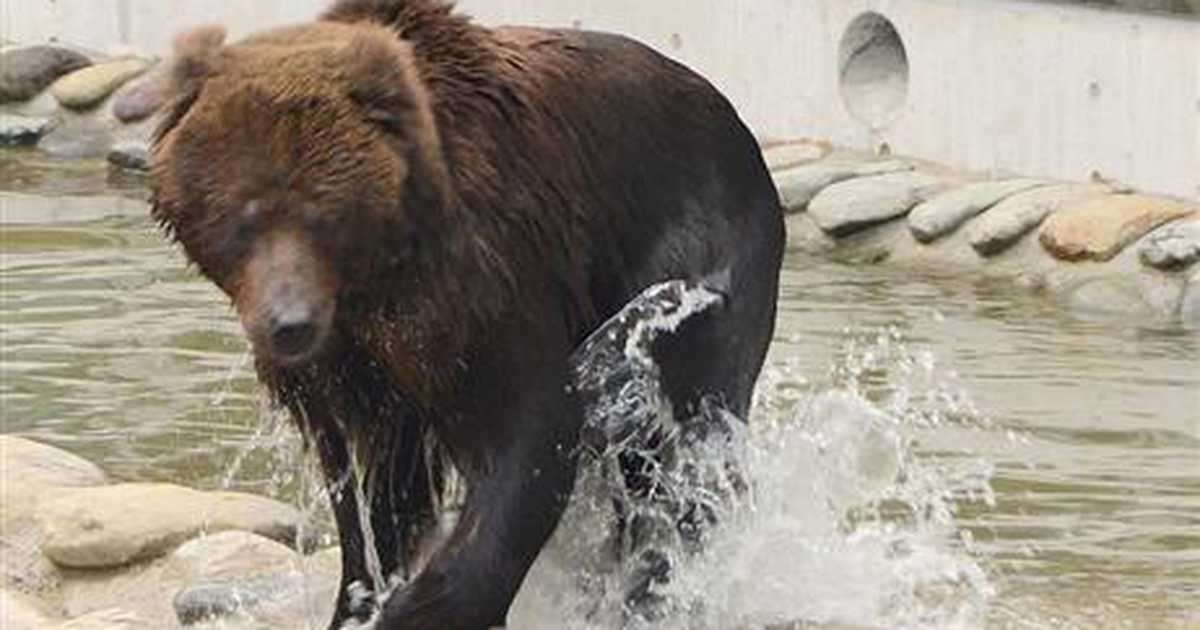 ヒグマ襲われ死ぬ　秋田の熊牧場、仲間とけんか - 産経ニュース