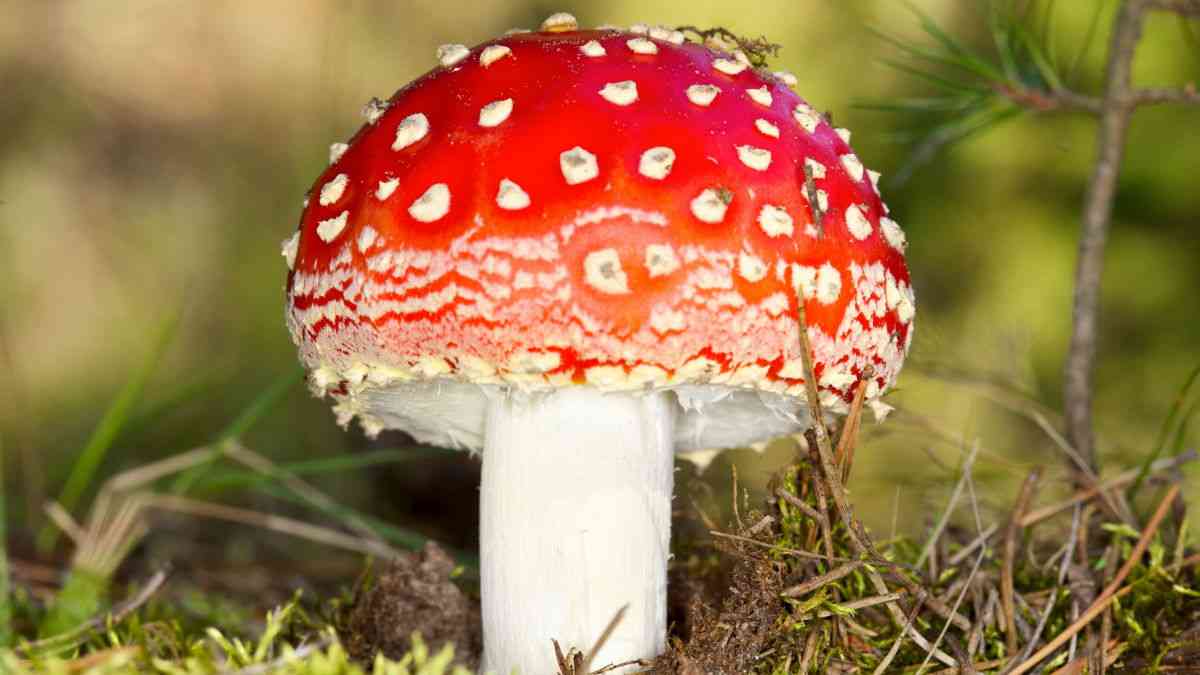 キノコ専門家がAmazonで売られている「AIが書いたキノコ採りガイド」を買わないよう呼びかけ、命に関わる危険も - GIGAZINE