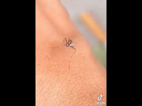 蚊、自慢の針が刺さらなくて焦るw - YouTube