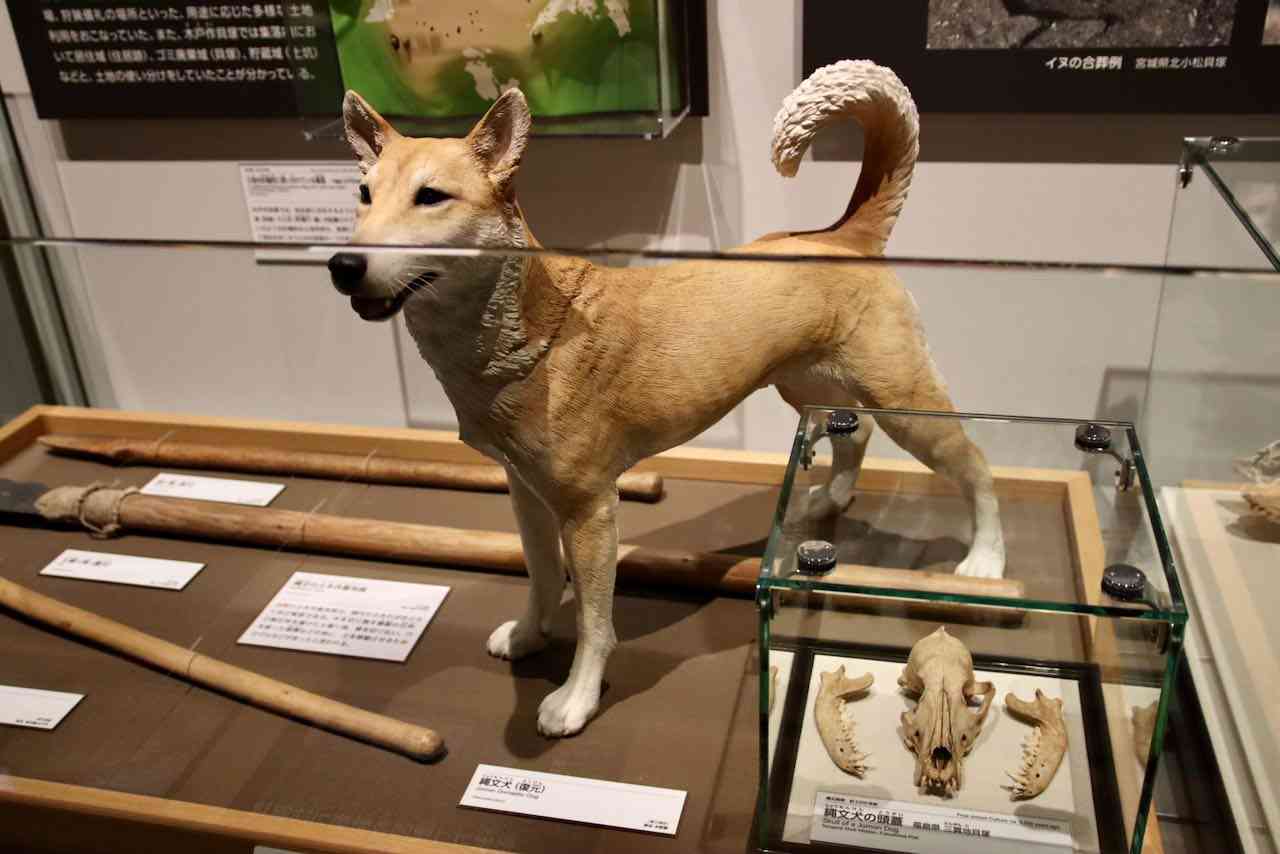 世界陸上で柴犬が注目の的に! いっせいにカメラを向けられる姿に「ハリウッドスターみたい」の声