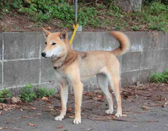 世界陸上で柴犬が注目の的に! いっせいにカメラを向けられる姿に「ハリウッドスターみたい」の声