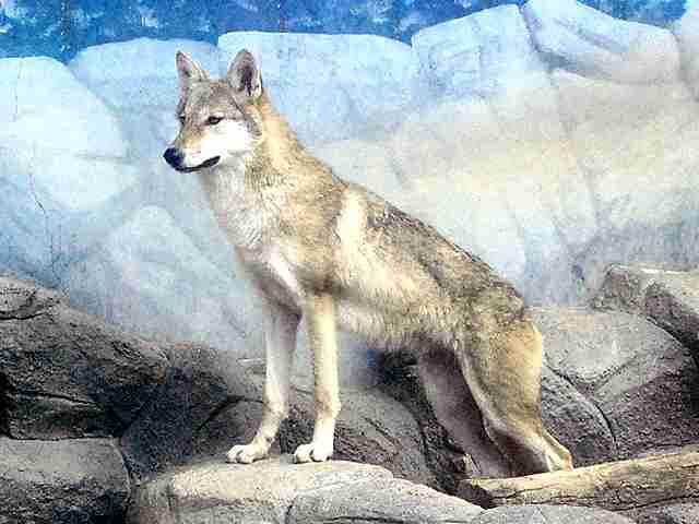 世界陸上で柴犬が注目の的に! いっせいにカメラを向けられる姿に「ハリウッドスターみたい」の声