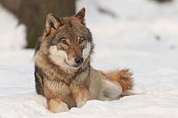 イヌの起源 - Wikipedia