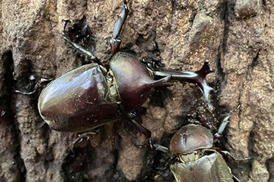 新宿御苑のカブトムシ大量発生、なぜ起きた？　夏の怪現象を検証　背景にあった意外な理由 | Hint-Pot