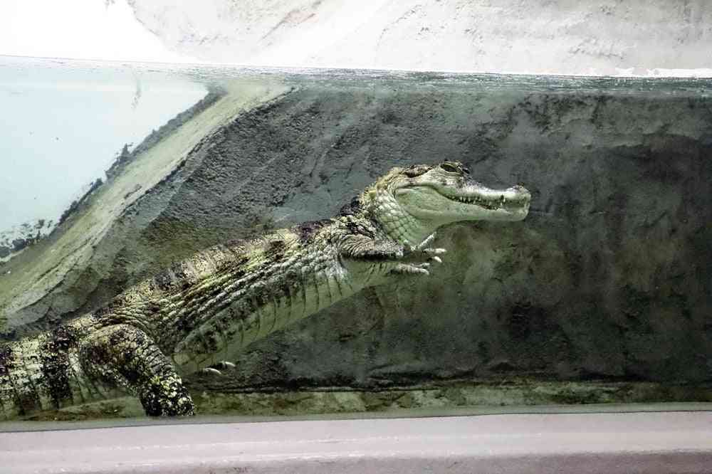 太りすぎたワニを「ダイエットさせます」…人気のえさやり体験、週５回から１回に制限