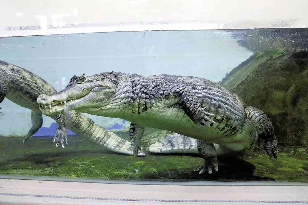 太りすぎたワニを「ダイエットさせます」…人気のえさやり体験、週５回から１回に制限