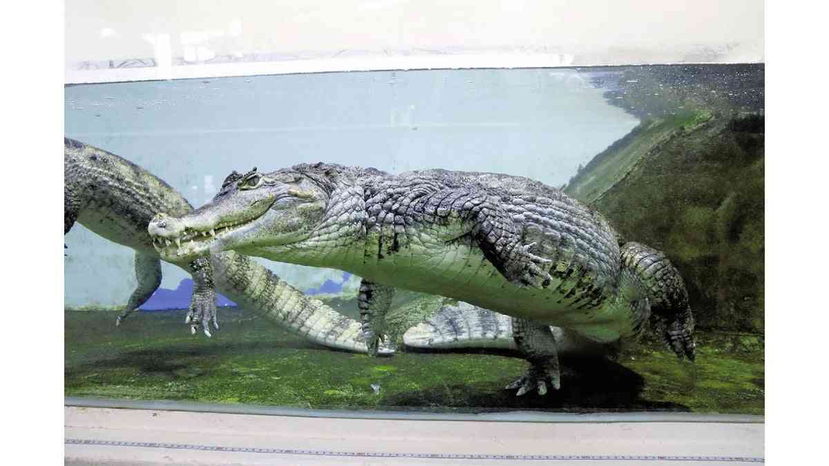 太りすぎたワニを「ダイエットさせます」…人気のえさやり体験、週５回から１回に制限 : 読売新聞