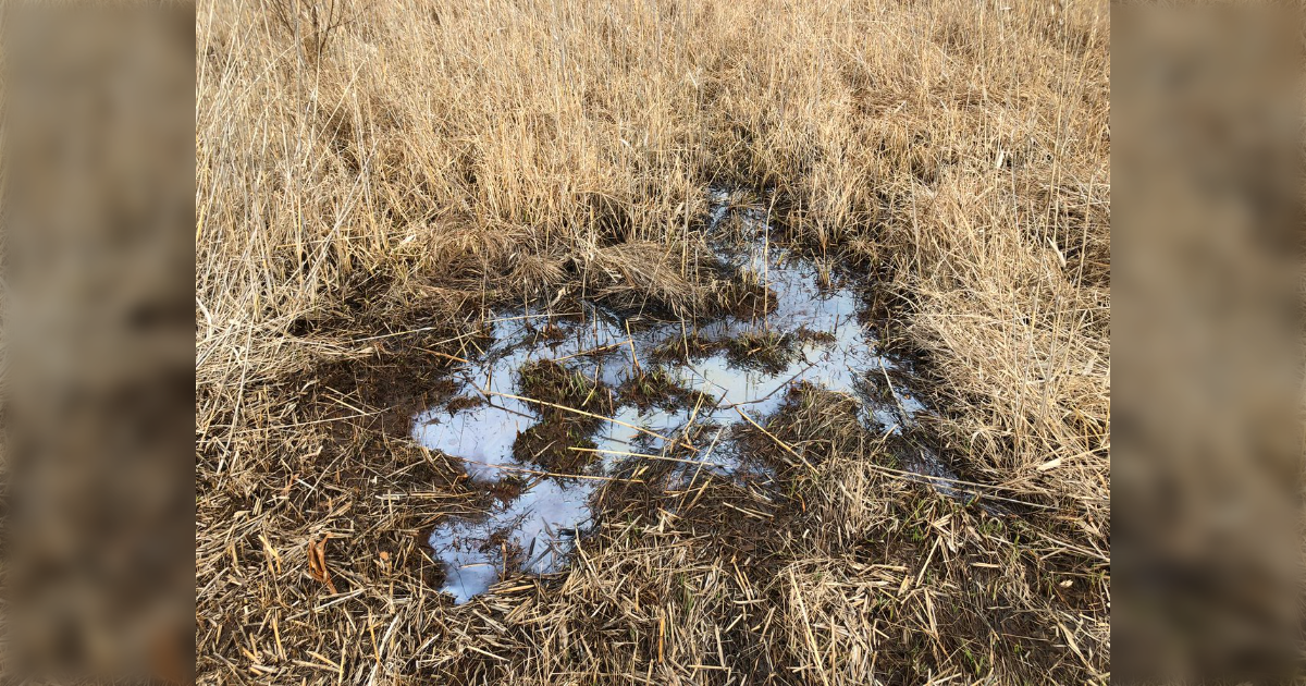 よく田んぼで見かけるこの油みたいなやつの正体が分かって衝撃「ここに油田があるんだと思ってた」 - Togetter