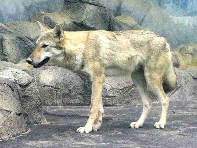 昭和〜平成初期のその辺の犬あるある