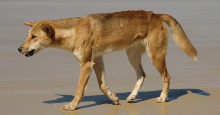 昭和〜平成初期のその辺の犬あるある