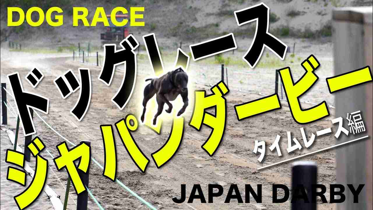 【４K】ドッグレースの全国大会「ジャパンダービー」が開催！＃犬 ＃可愛い - YouTube