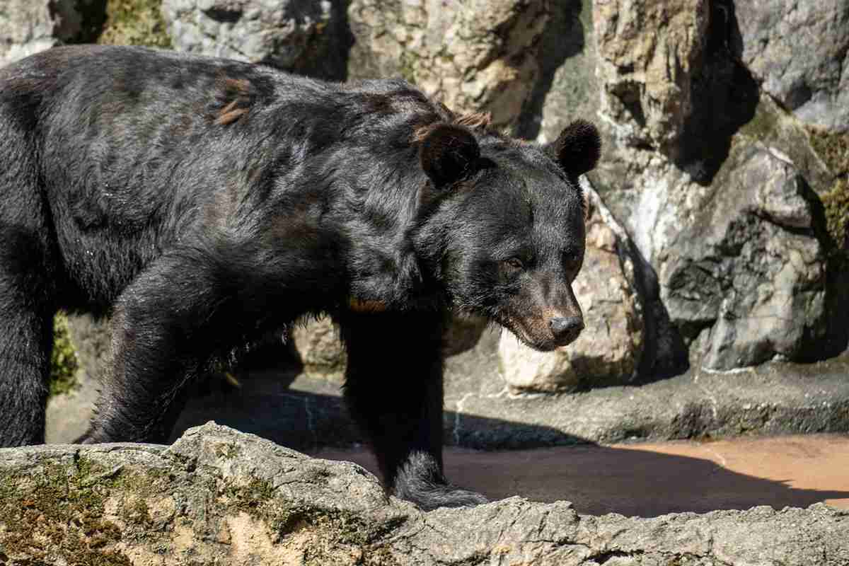岩手県で女性が喰い殺された！　北海道のヒグマより殺傷事件が多いツキノワグマ、顔全体を喪失したリンゴ農家も | Smart FLASH/スマフラ[光文社週刊誌]