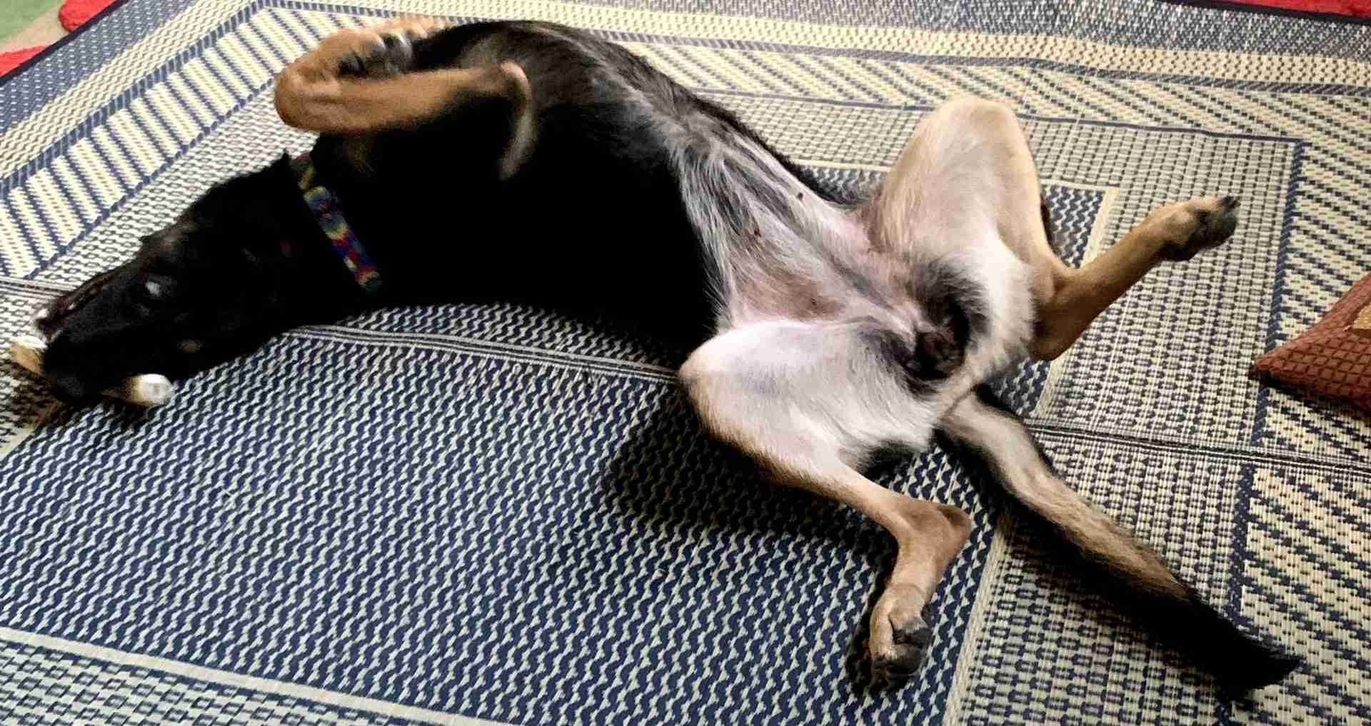 犬の性格と飼っている環境