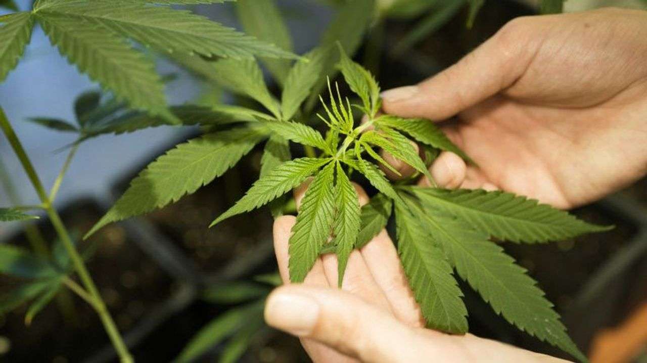 大麻の医療使用解禁へ 規制強化も - Yahoo!ニュース