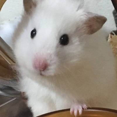シロ【one-PatriotG3】 on Twitter: 
