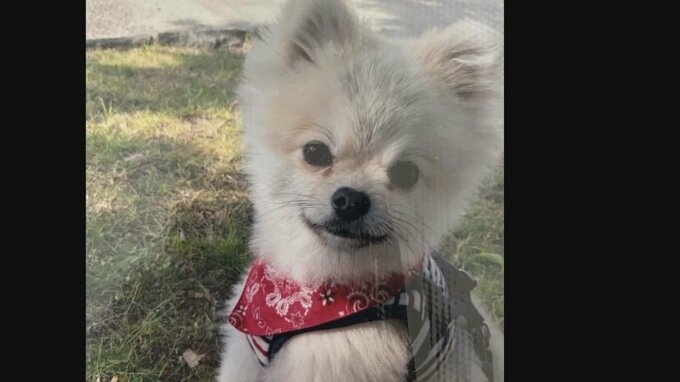 犬ひき逃げの運転手は杖つく91歳男性「全く覚えていない。車は自動ブレーキで最新」 高齢ドライバーの言い訳と女の子の涙 | 東海地方のニュース【CBC news】 | CBC web