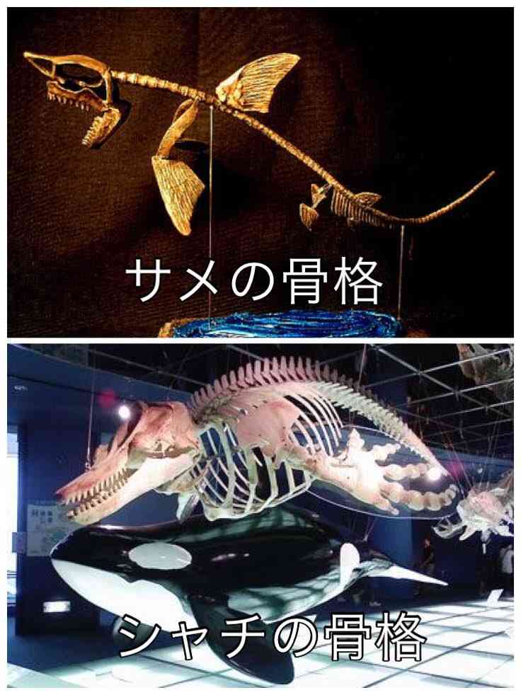 【とにかく】シャチについて【なんでも】
