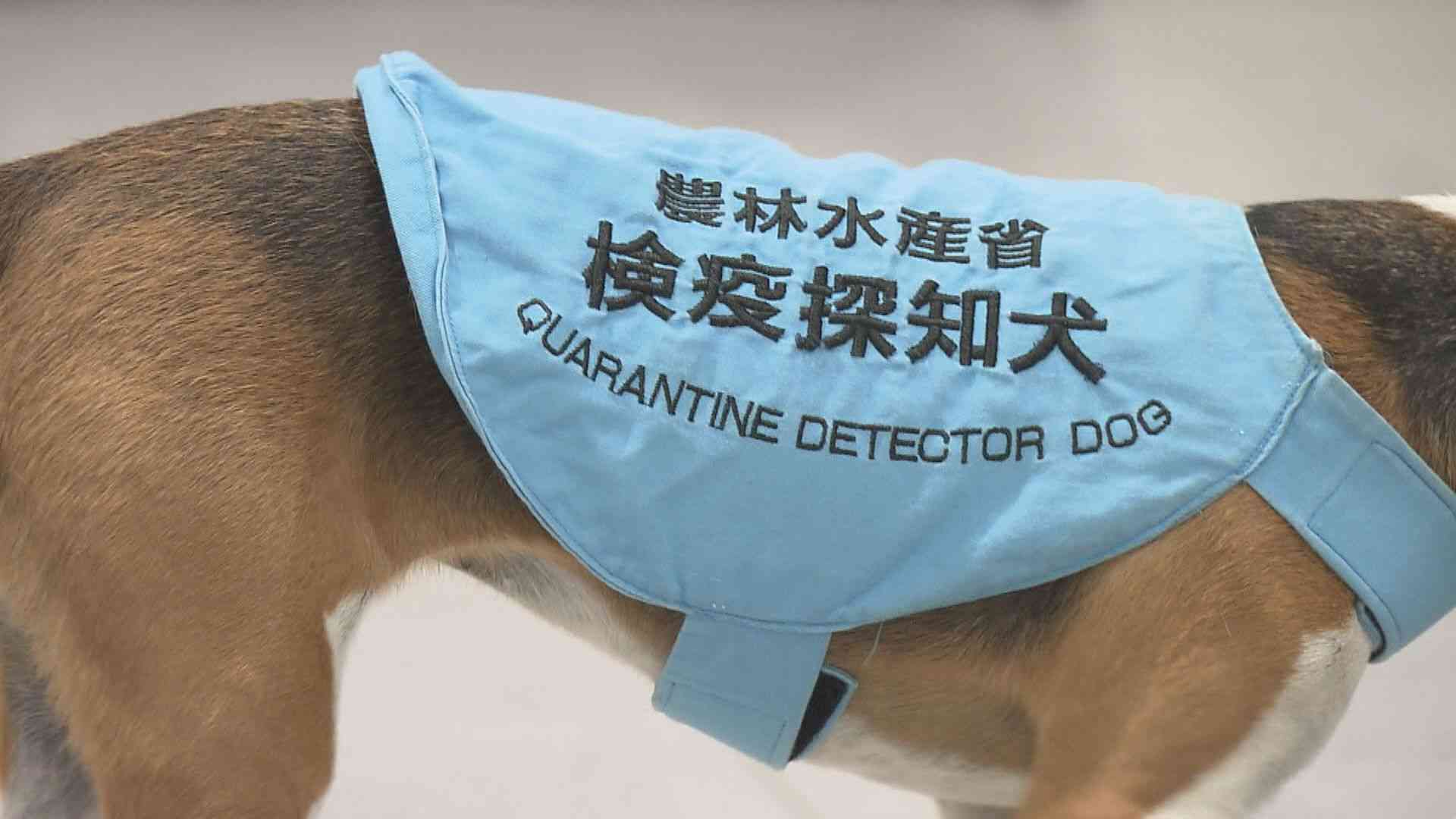 輸入禁止の中国ナシを密輸　発見したのは国際郵便の“検疫”　海外産果物に潜む『害虫』がもたらす脅威とは…「日本の農業の打撃が大きすぎる」（関西テレビ） - Yahoo!ニュース