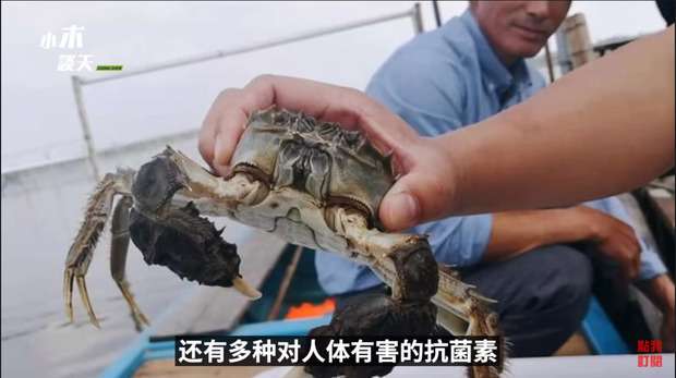 韓国人「驚愕！日本の核処理水より100万倍危険な中国産海産物」 : カイカイ反応通信