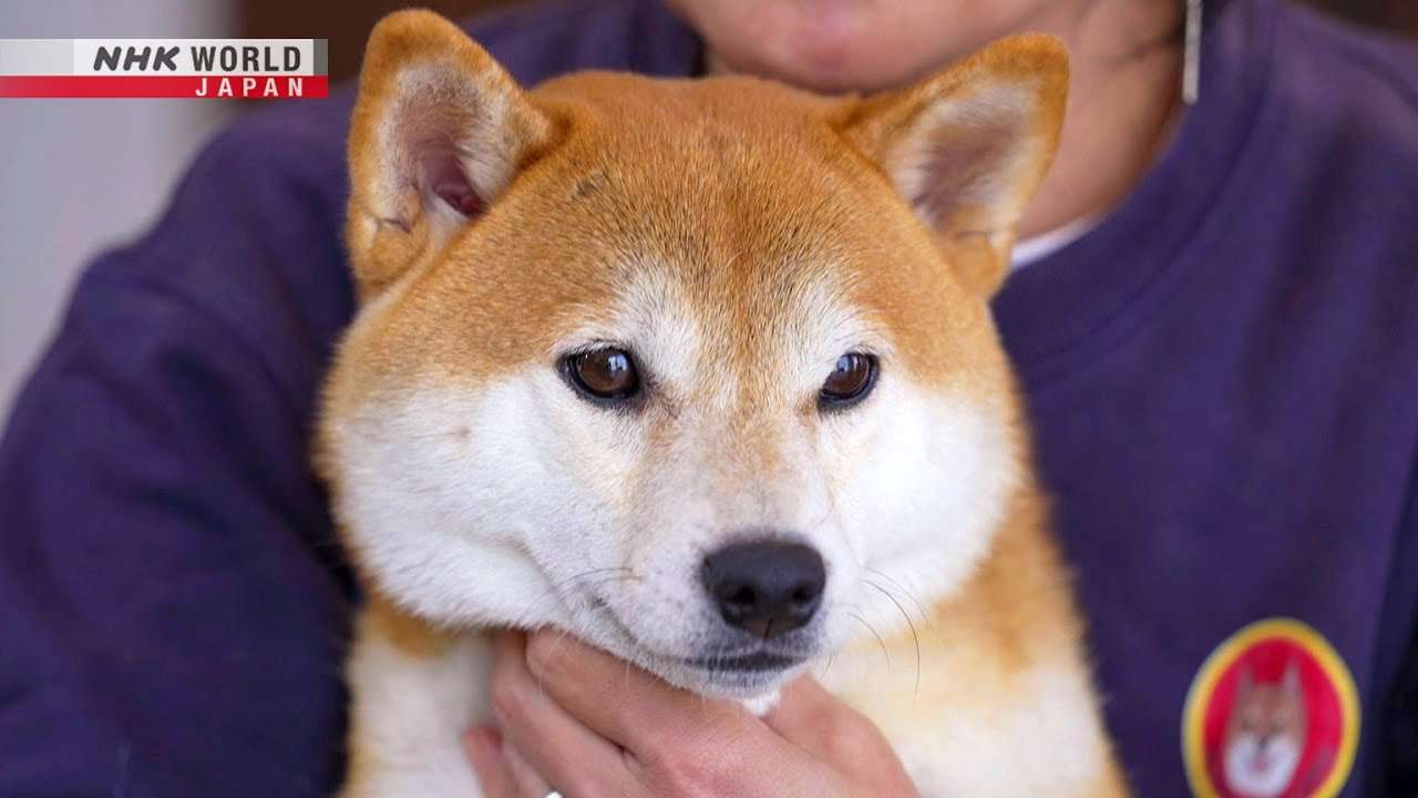Digging Deep: What Makes Shiba Inu Dogs So Special?（NHK『柴犬深掘り』）