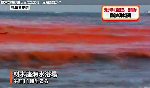 小泉進次郎氏 サーフィンで“安全”　処理水めぐりアピール