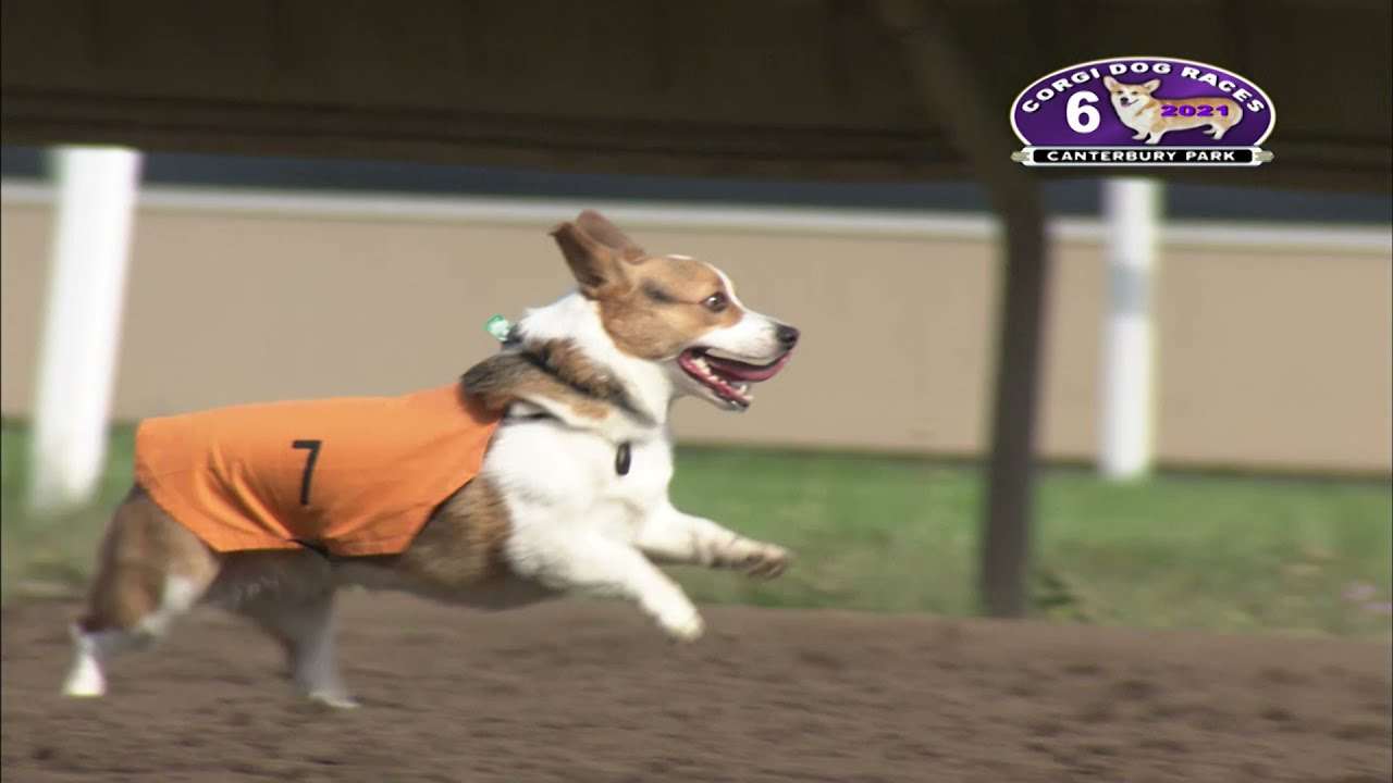 Canterbury Park Corgi Races August 1, 2021 - YouTube